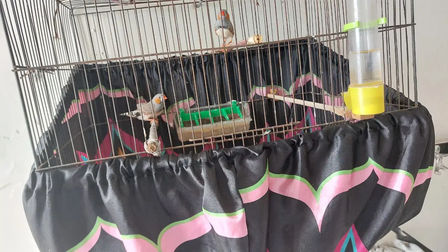 فنچ زبرا|پرنده|تهران, مینابی|دیوار