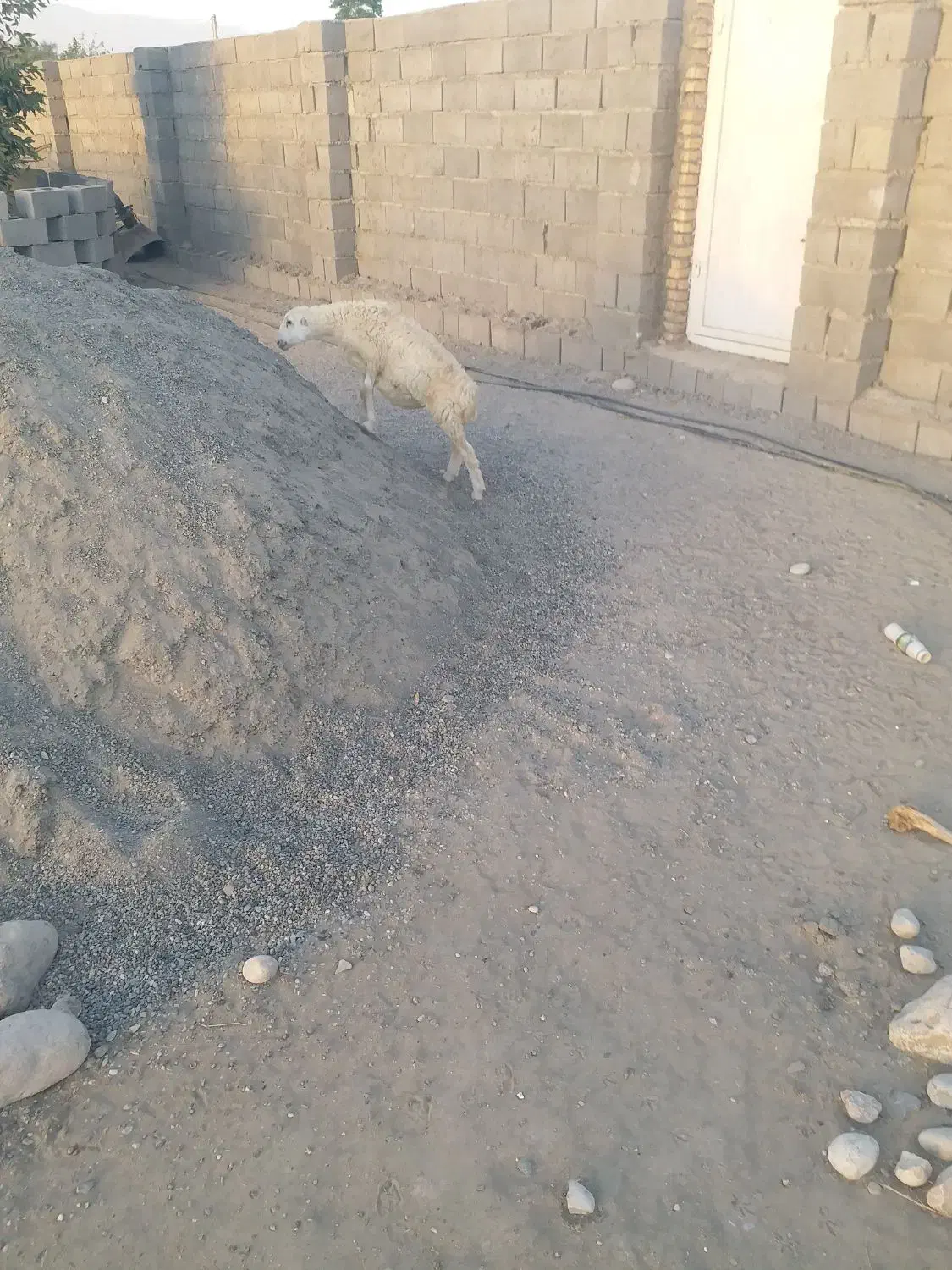 بره نر|حیوانات مزرعه|تخت, |دیوار