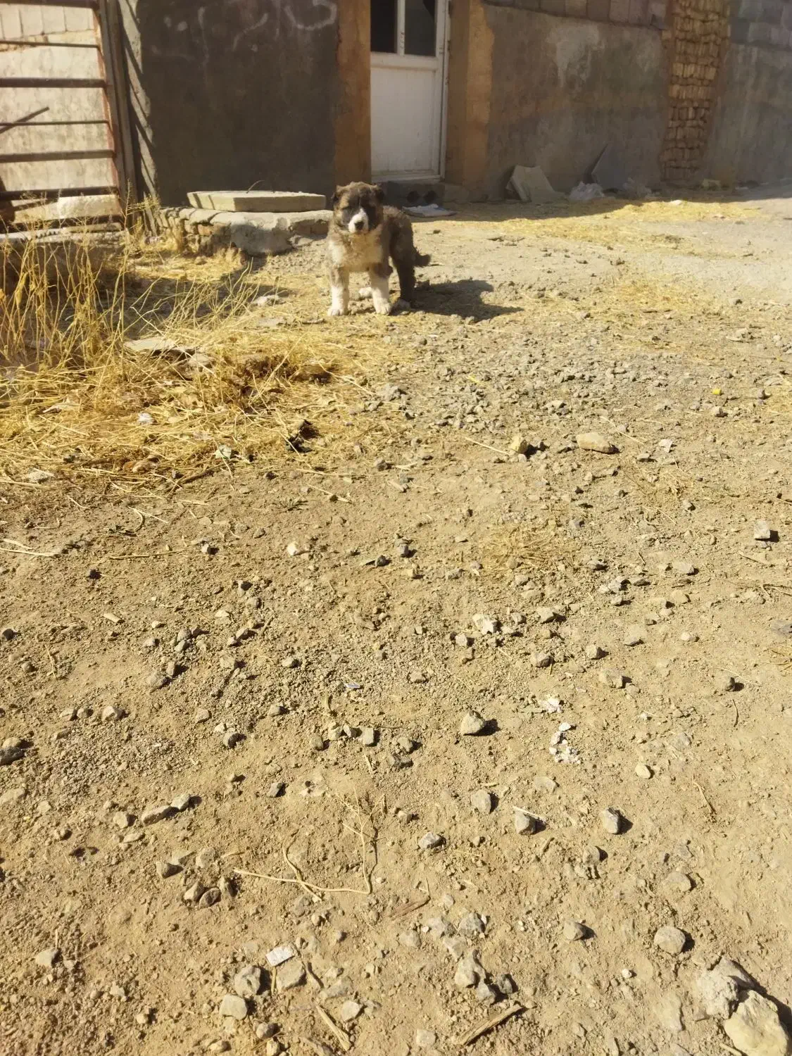 توله|سگ|شهرکرد, |دیوار