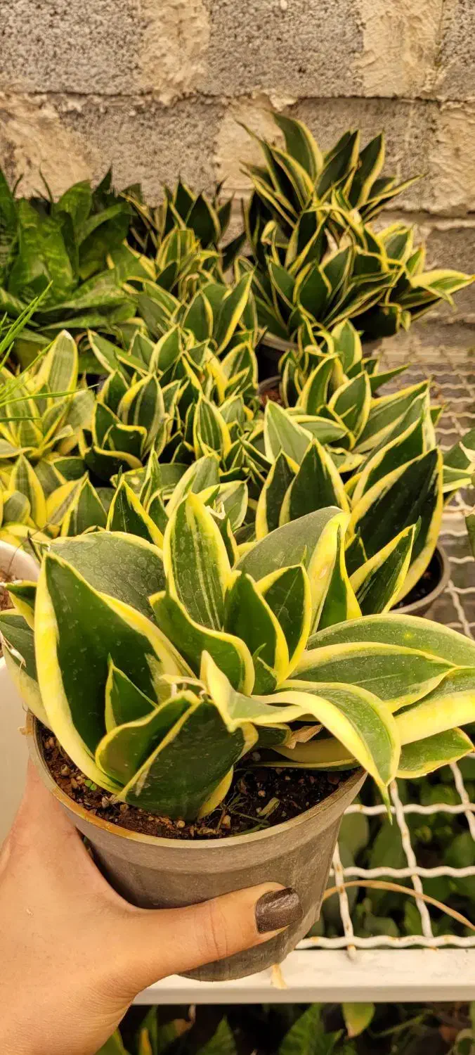 گل و گیاه آپارتمانی|گل و گیاه طبیعی|قزوین, |دیوار