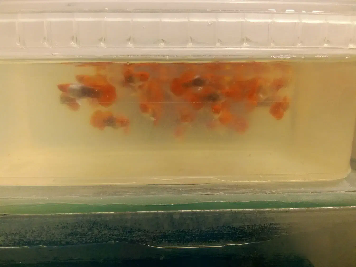 گوپی کینک کوی|ماهی|تهران, زعفرانیه|دیوار