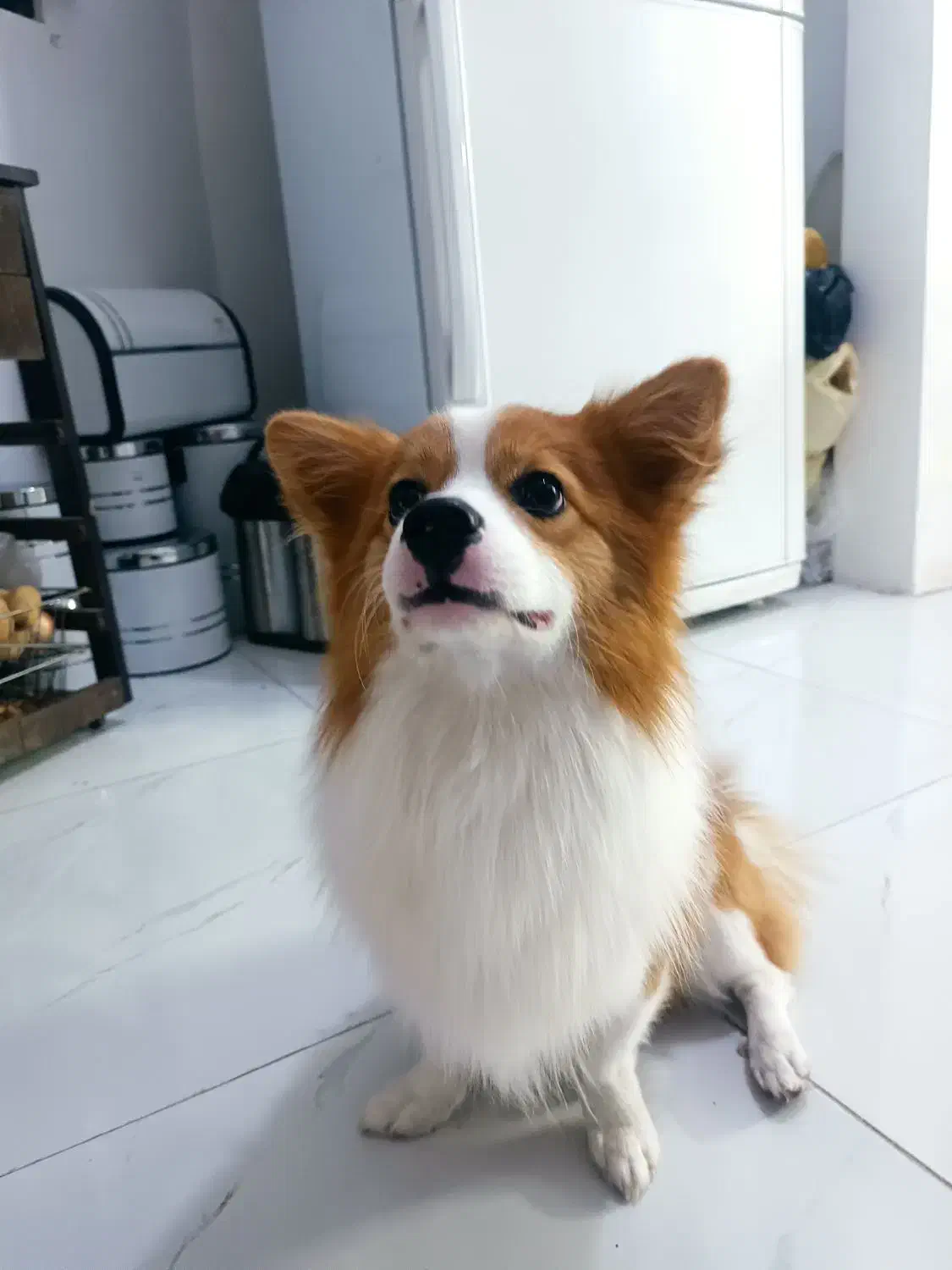 پامرروباهی|سگ|مشهد, نوید|دیوار