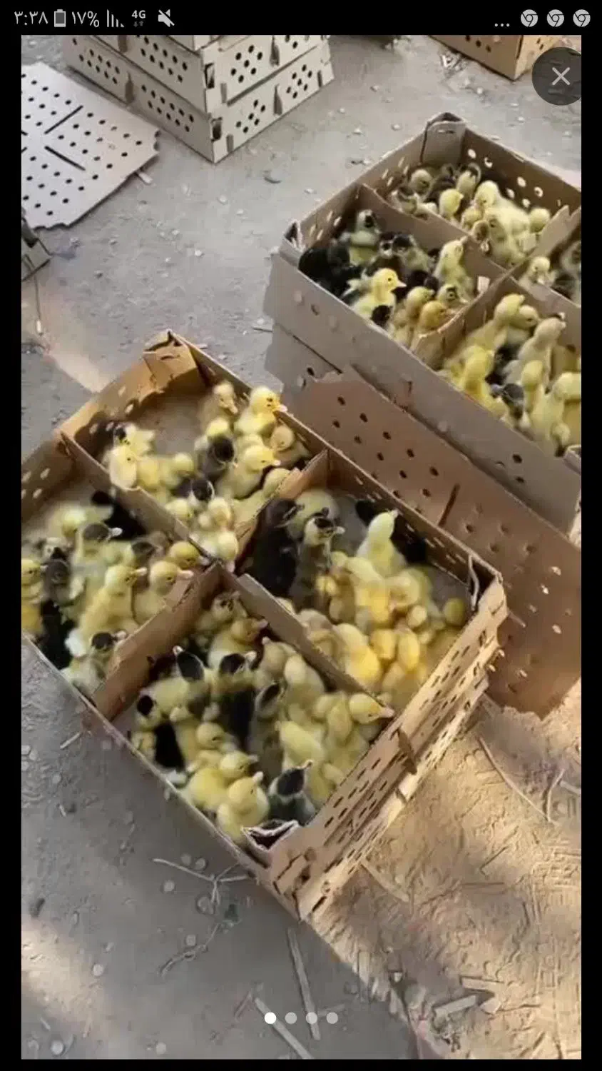 جوجه اردک سالم وتمیز|حیوانات مزرعه|مسجد سلیمان, |دیوار