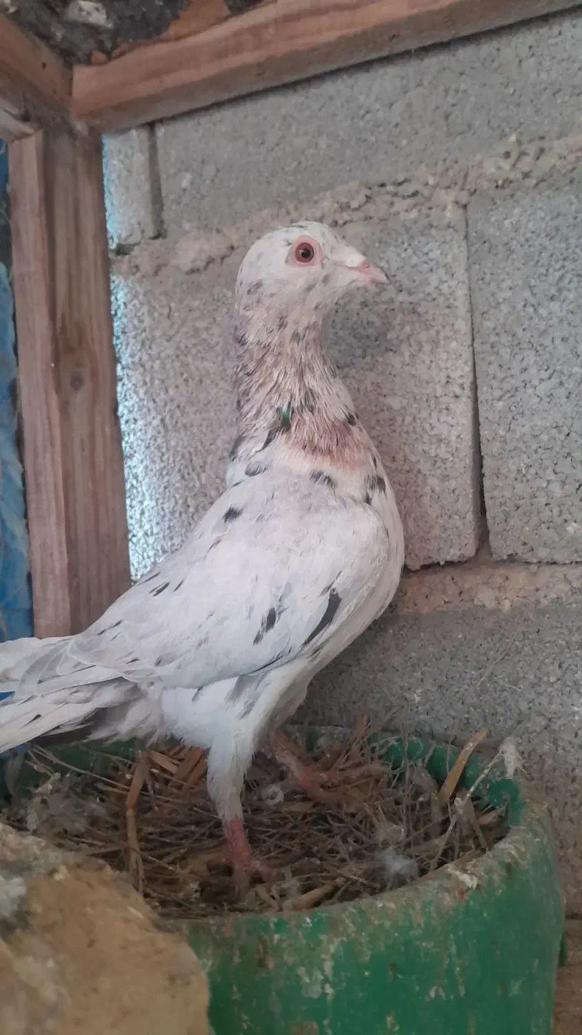 کبوتر سار|حیوانات|گنبد کاووس, |دیوار