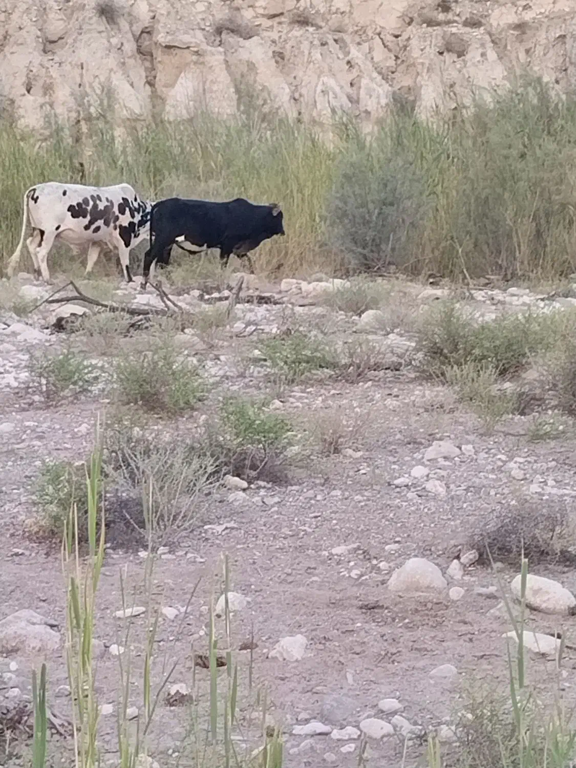 فروش تعدادی گاو و گوساله داشتی|حیوانات مزرعه|فراشبند, |دیوار