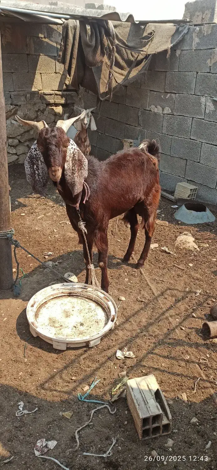 کهره نر،خورموج|حیوانات مزرعه|خورموج, |دیوار
