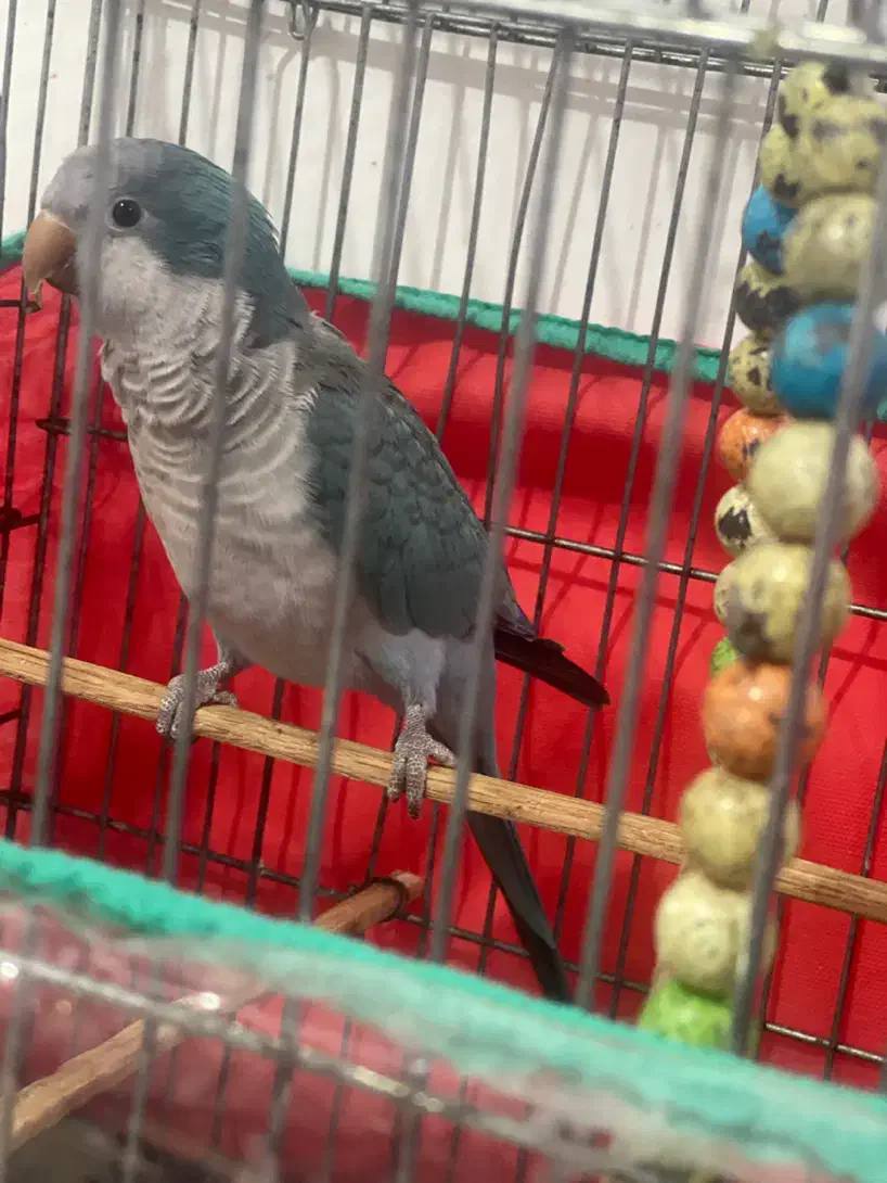 طوطی راحب|پرنده|بندرعباس, |دیوار