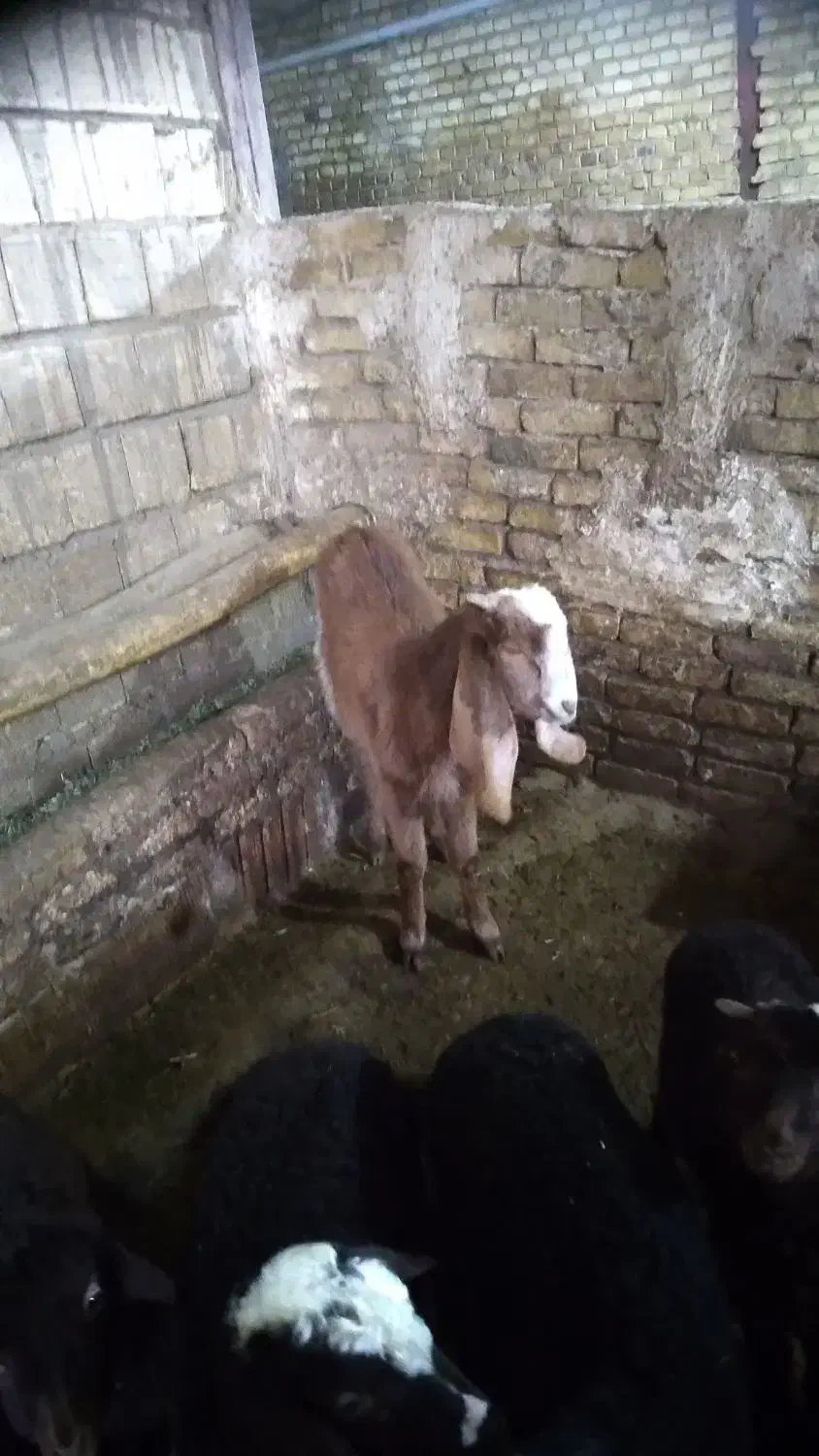 بز  افغانی نژاد دار|حیوانات مزرعه|ملایر, |دیوار