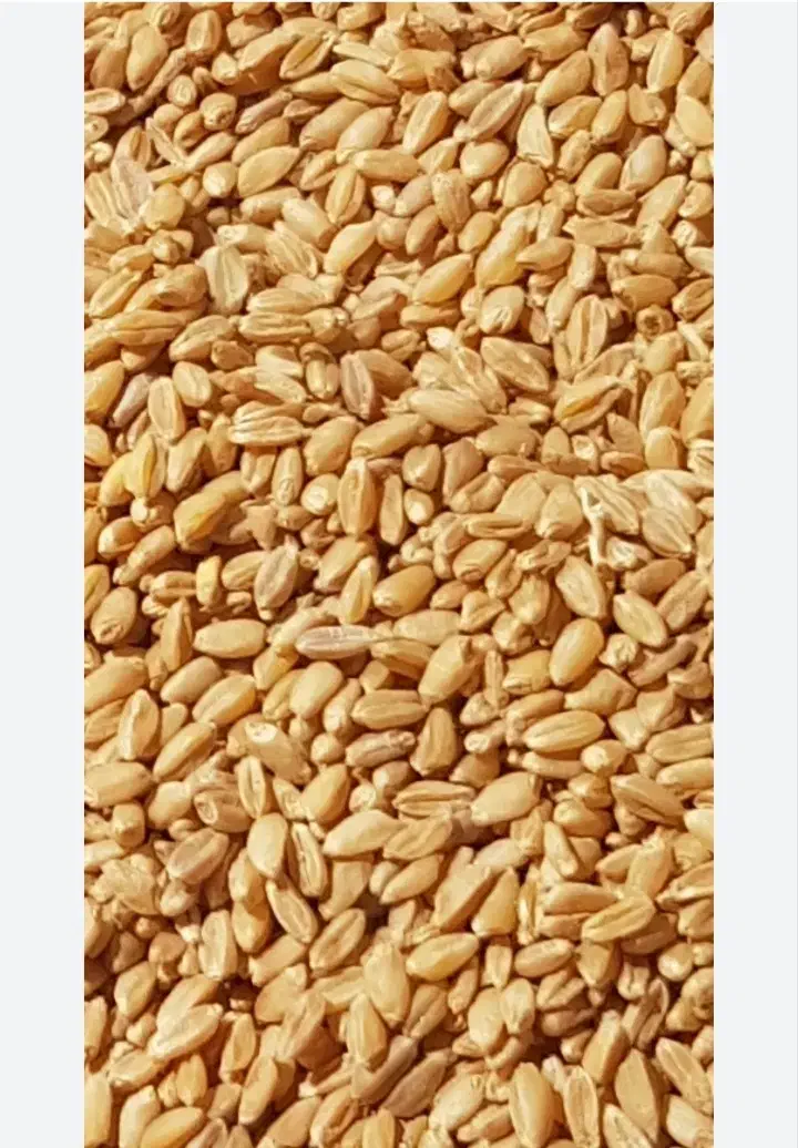 گندم درجه یک|عمده‌فروشی|بشاریات, |دیوار