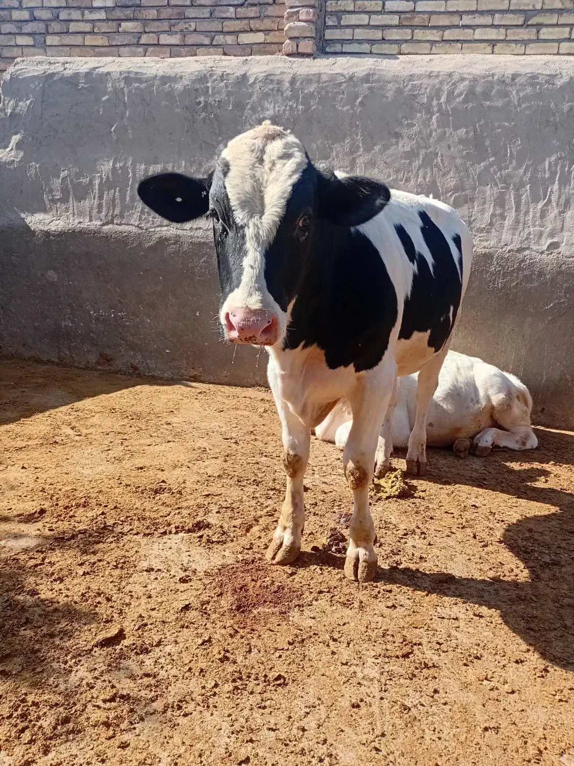 گوساله نر داشتی|حیوانات مزرعه|نیاسر, |دیوار