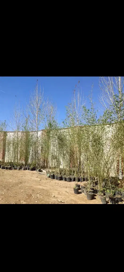 خدمات باغبانی باغچه کاری چمن کاری|خدمات باغبانی و درختکاری|پردیس, فاز ۸|دیوار