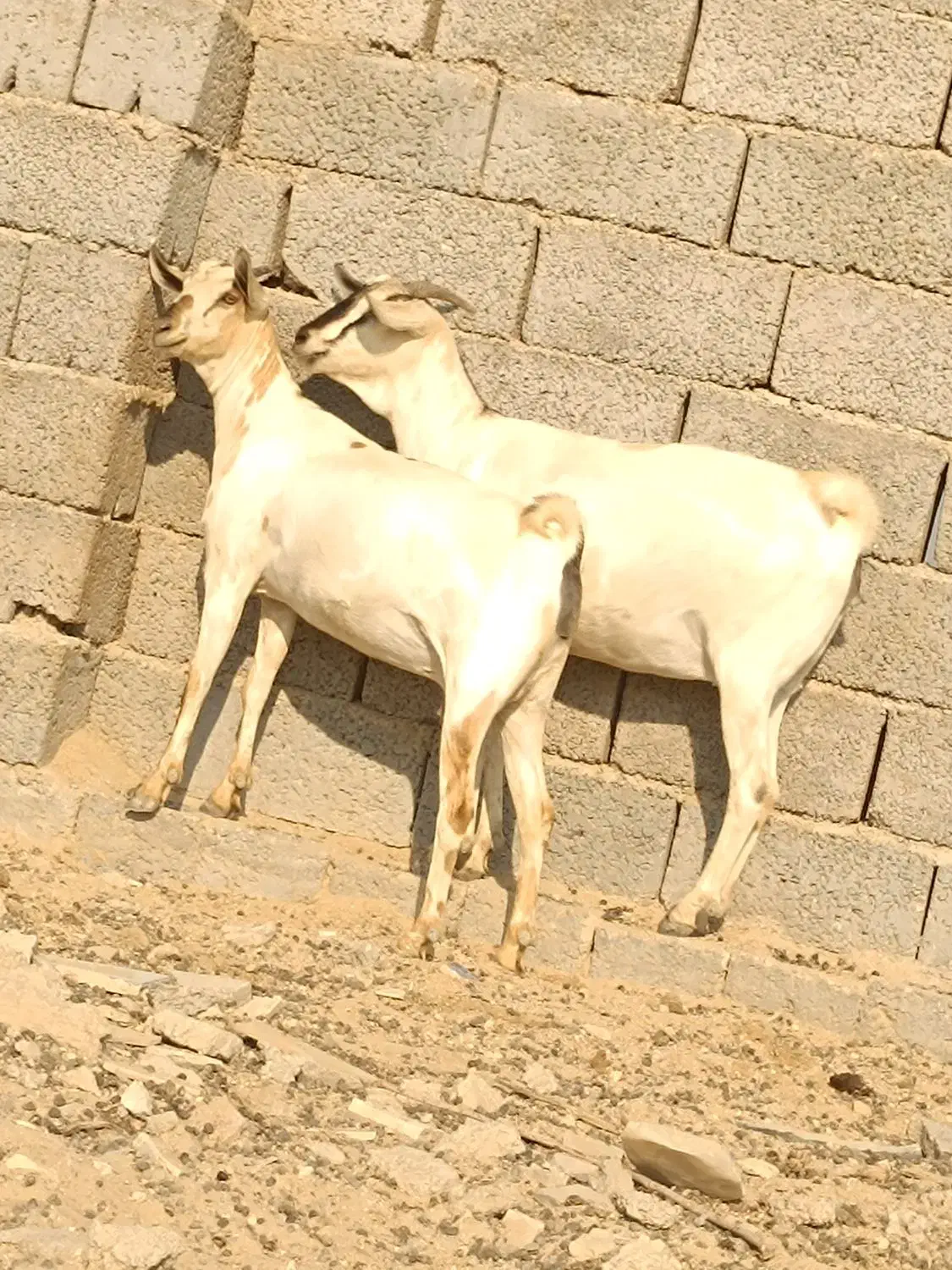 دوعدد بز صومال آبستن دوقلوزاه|حیوانات مزرعه|بندرعباس, |دیوار