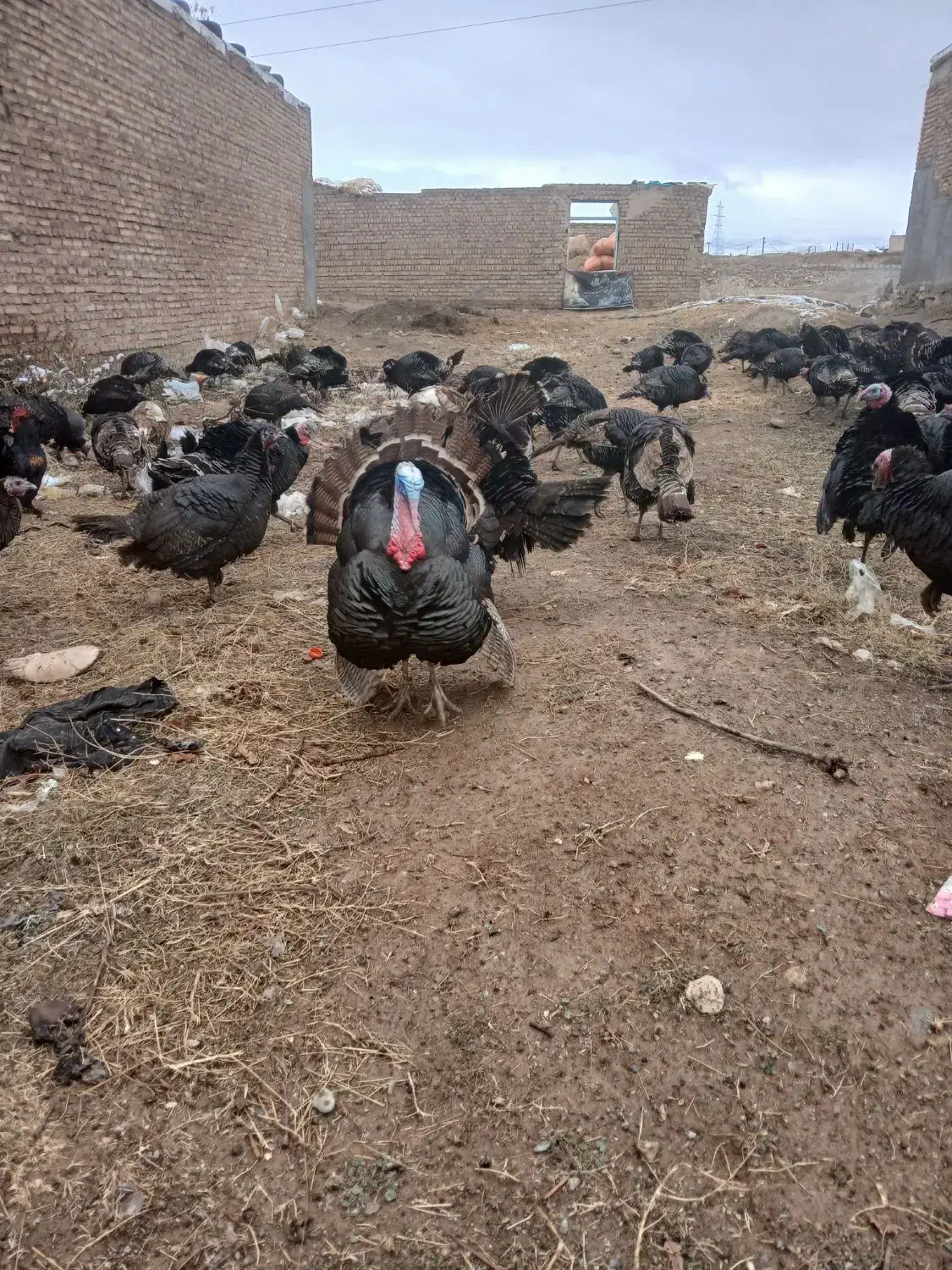 بوقلمون طبیعی|حیوانات مزرعه|اهر, |دیوار