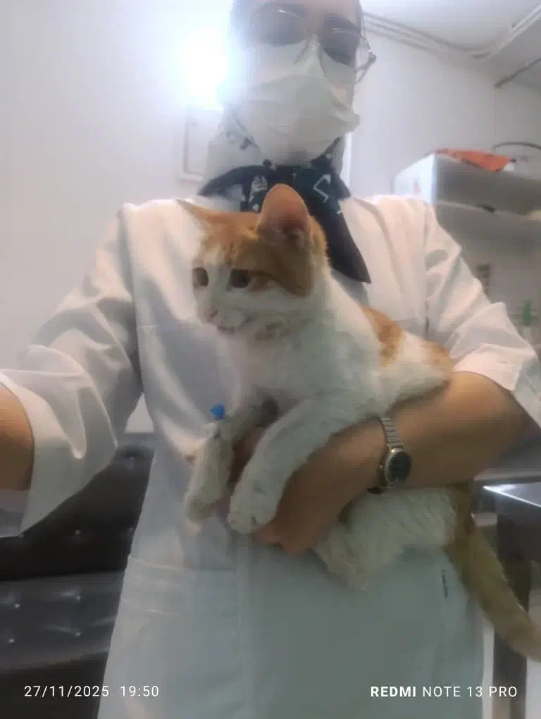 گربه نارنجی|گربه|مشهد, حسینآباد|دیوار