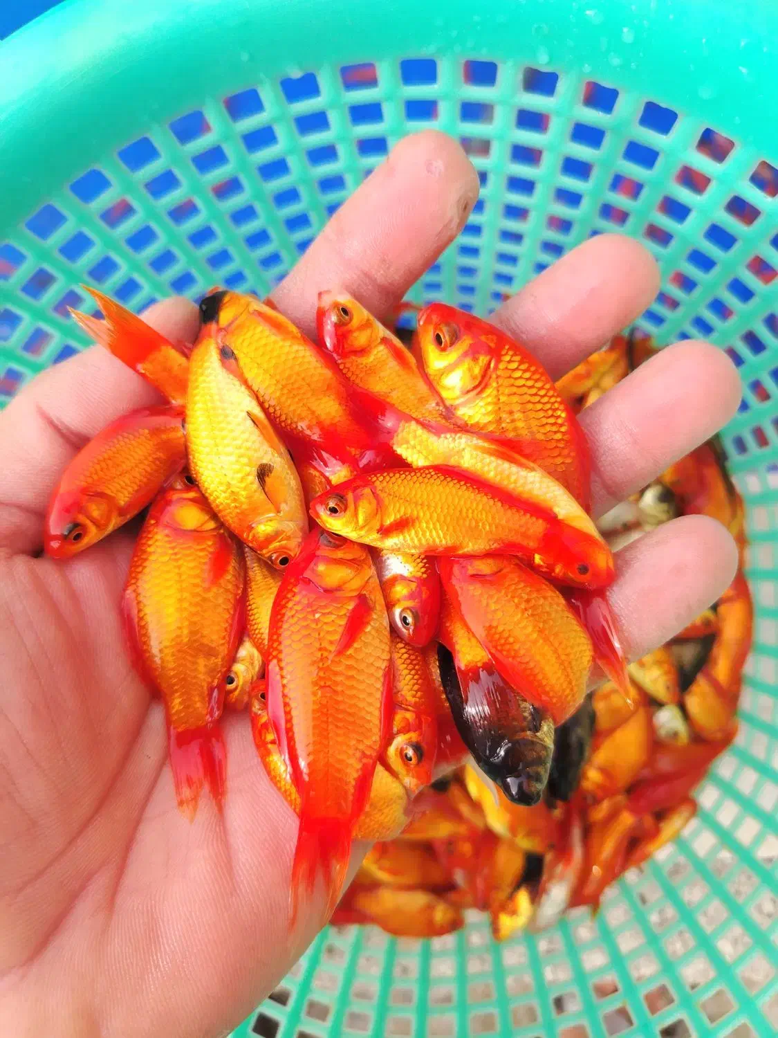 ماهی قرمز مخلوط شب عید|ماهی|نجفآباد, فاز ۲ شهرک آزادگان|دیوار