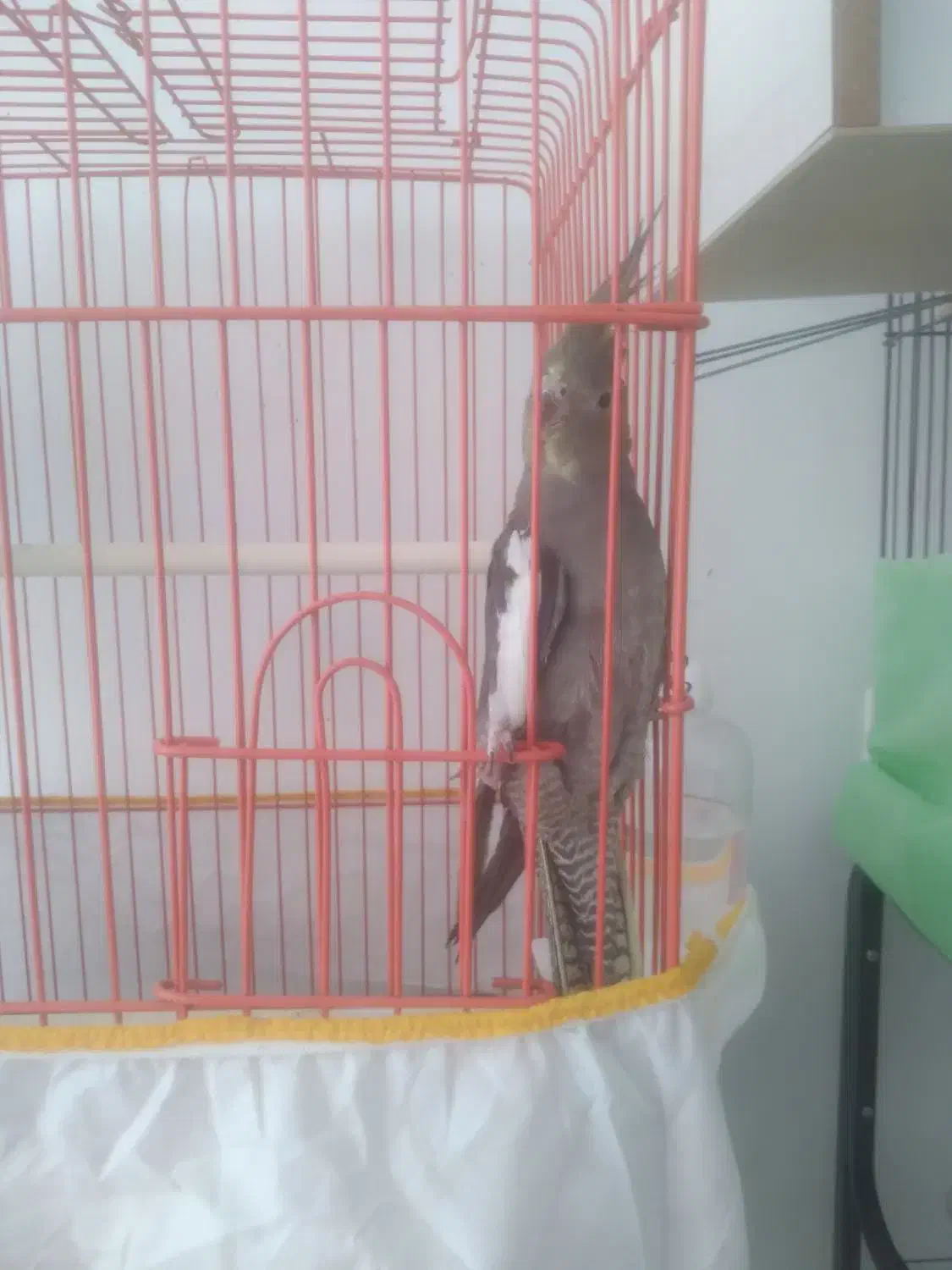 عروس ماده|پرنده|رفسنجان, |دیوار