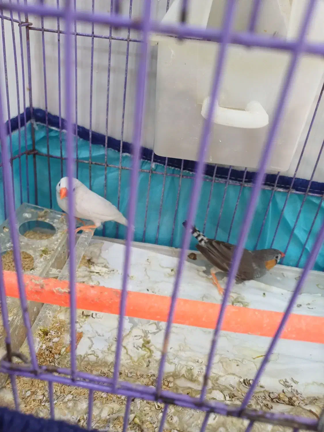 فنچ نر و ماده|پرنده|خرم‌آباد, |دیوار