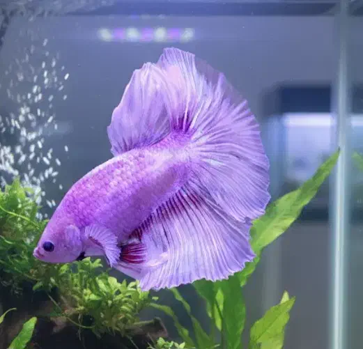 ماهی فایتر مولد|ماهی|مشهد, الهیه|دیوار