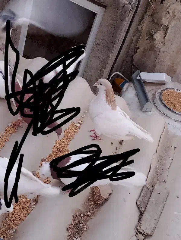 کبوتر شصتی و چادری|پرنده|تهران, مسعودیه|دیوار