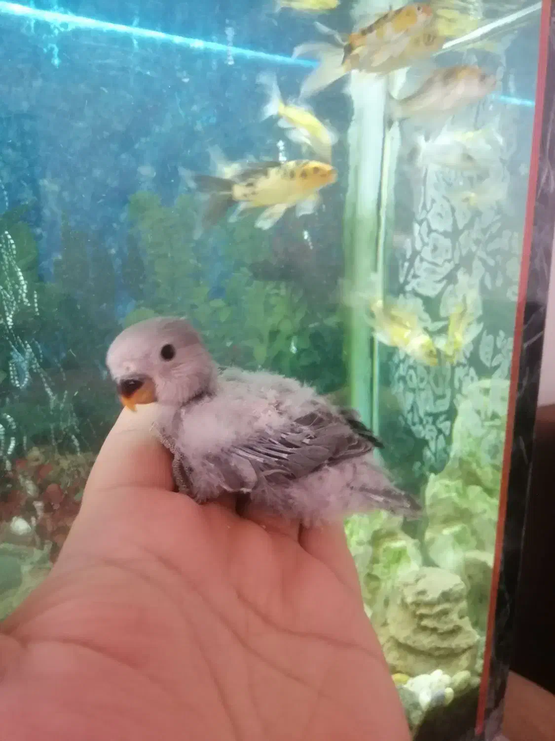 طوطی برزیلی سرلاکی نژاد وایت فیس|پرنده|مهاباد (آذربایجان غربی), |دیوار