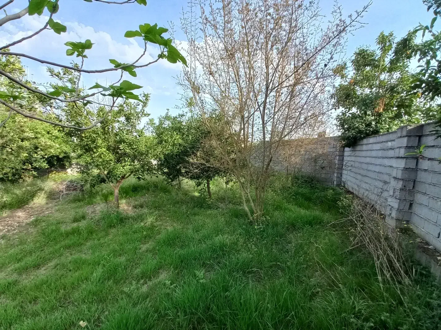 فروش زمین مسکونی در بابل بندپی غربی|فروش زمین و ملک کلنگی|خوشرودپی, |دیوار