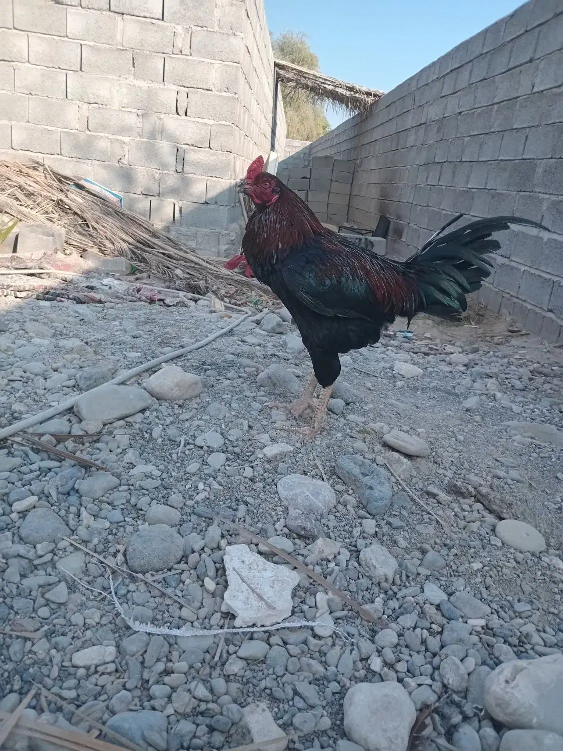 خروس چابهاری زات دار|حیوانات مزرعه|میناب, |دیوار