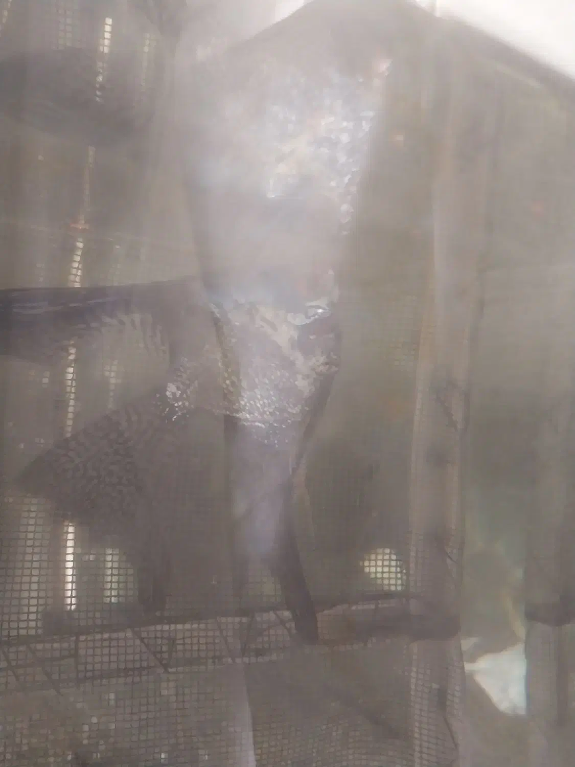 آنجل|ماهی|مرند, |دیوار