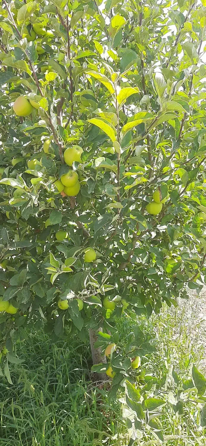 زمین باغی|فروش زمین و ملک کلنگی|بستان آباد, |دیوار