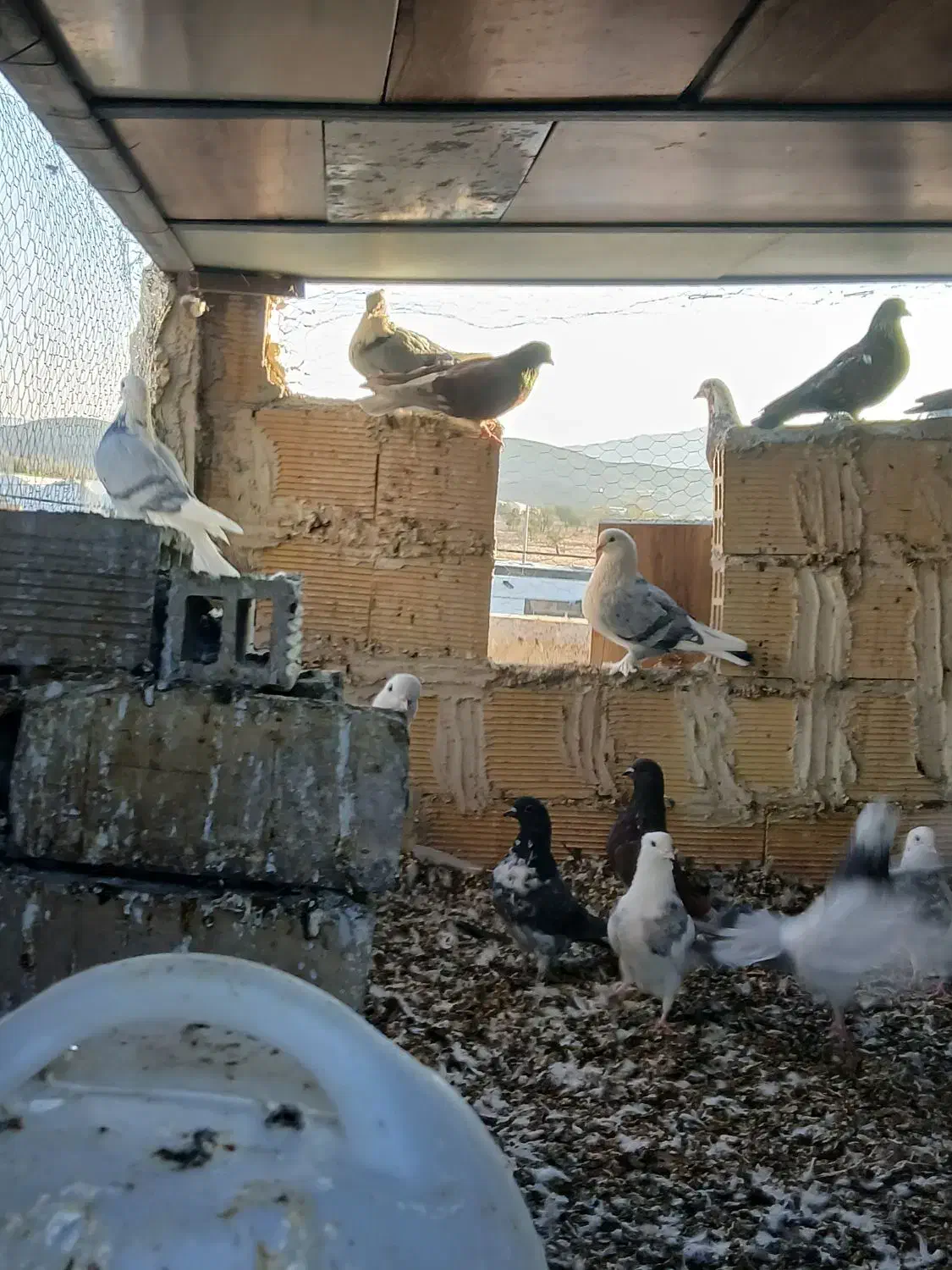 کبوتر پرشی وتزئینی|پرنده|تیران, |دیوار