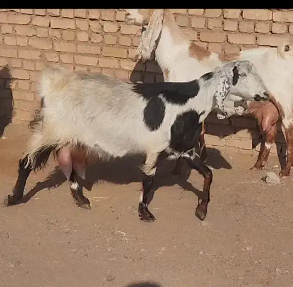 بز شیرا|حیوانات مزرعه|شهرآباد, |دیوار