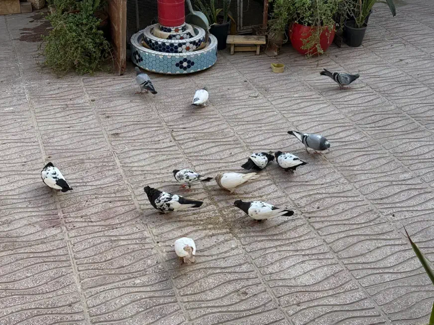 کبوتر|پرنده|قشم, |دیوار