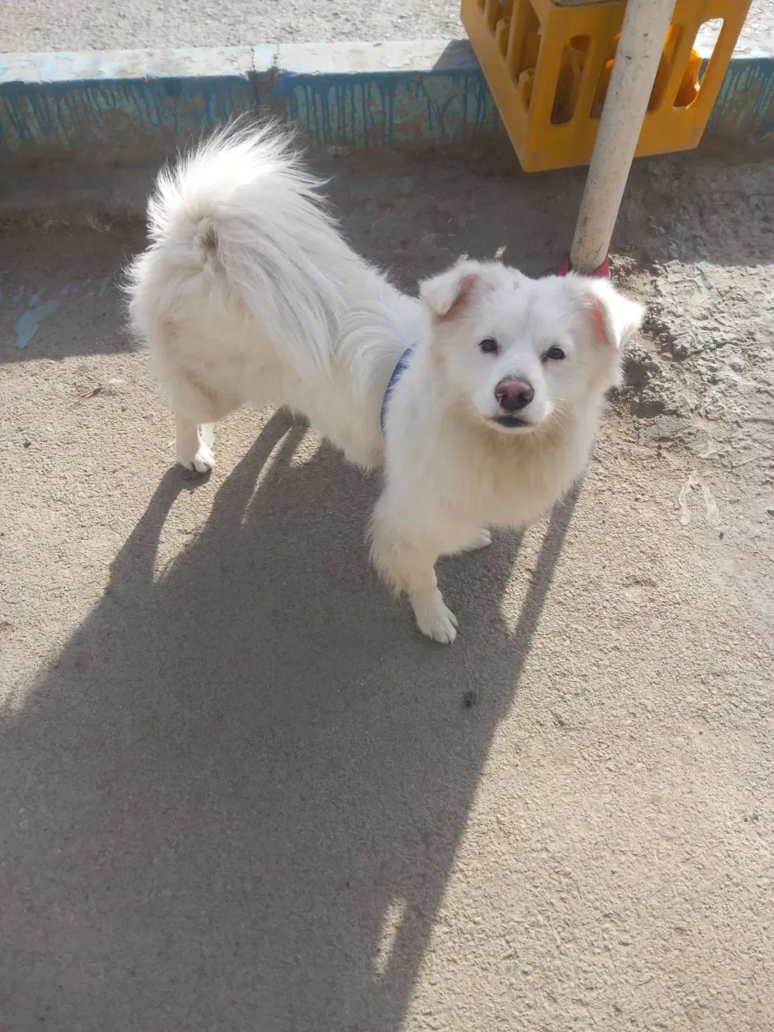 German shepherd(hector)|سگ|اصفهان, سنجوانمره|دیوار