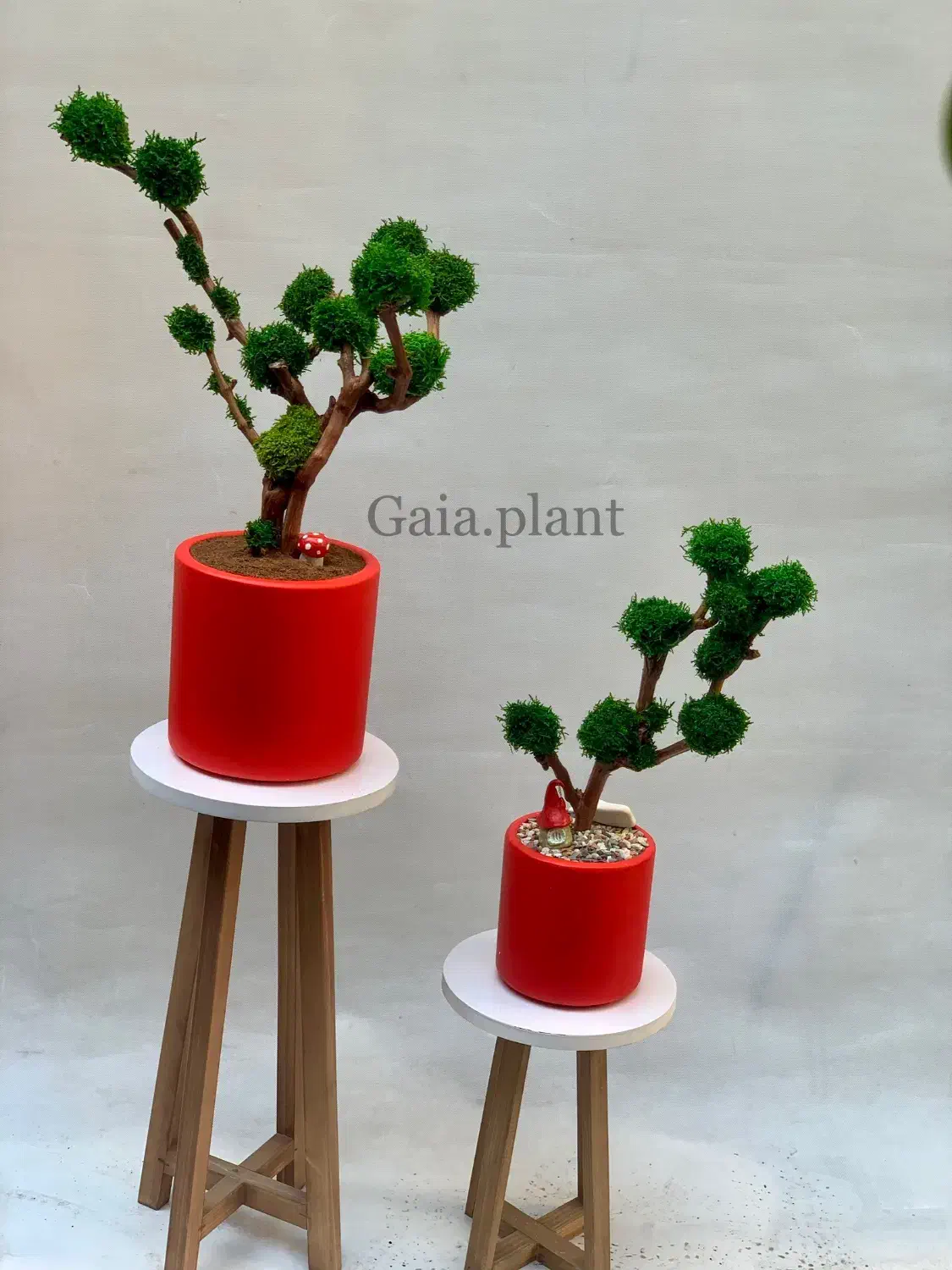 درخت جاودان،بنسای،درختچه|گل و گیاه طبیعی|تهران, اکباتان|دیوار