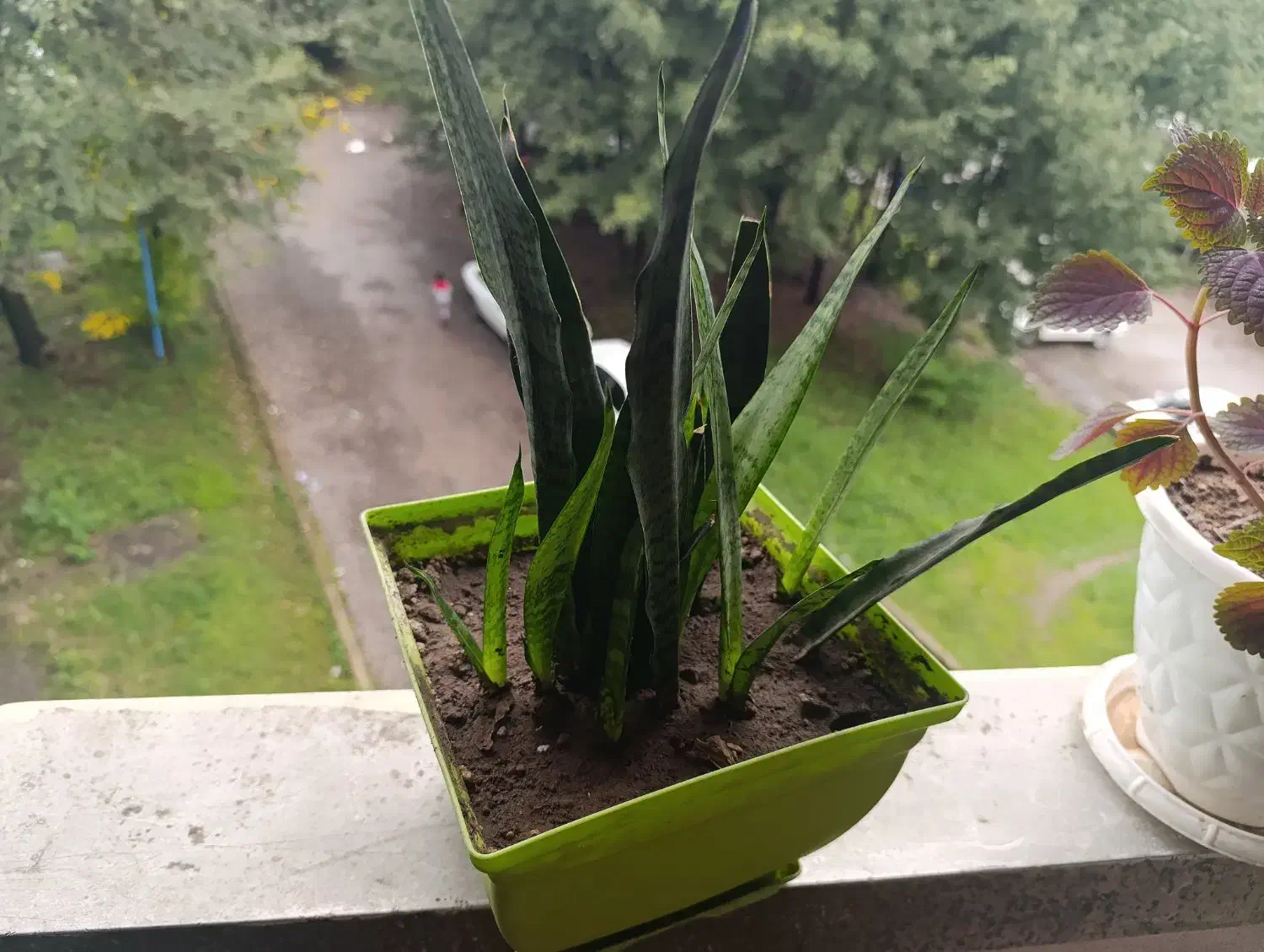 گل های آپارتمانی زیبا|گل و گیاه طبیعی|رشت, نیروی دریایی|دیوار