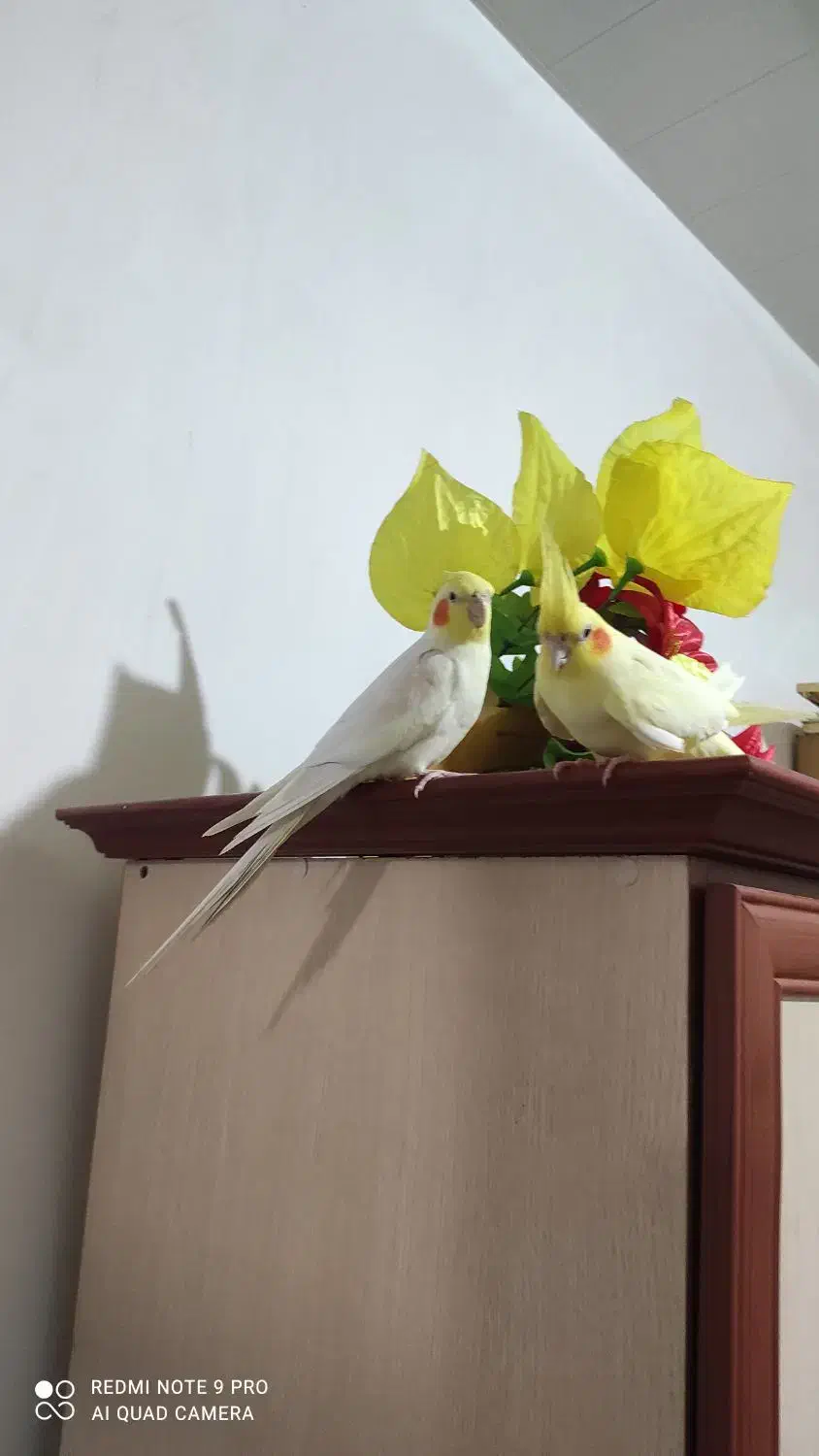 عروس زیبا و اماده برای تخم گذاری|پرنده|آذرشهر, |دیوار