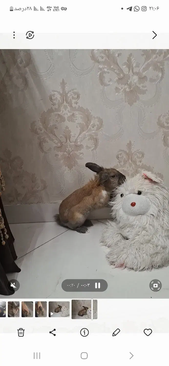 خرگوش|موش و خرگوش|مشهد, فرهنگیان (شهرک غرب)|دیوار