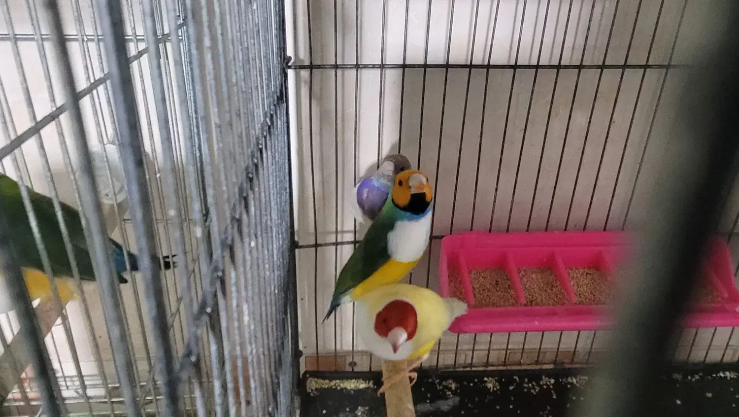 فنچ گلدین جوجه و مولد|پرنده|کرمان, |دیوار