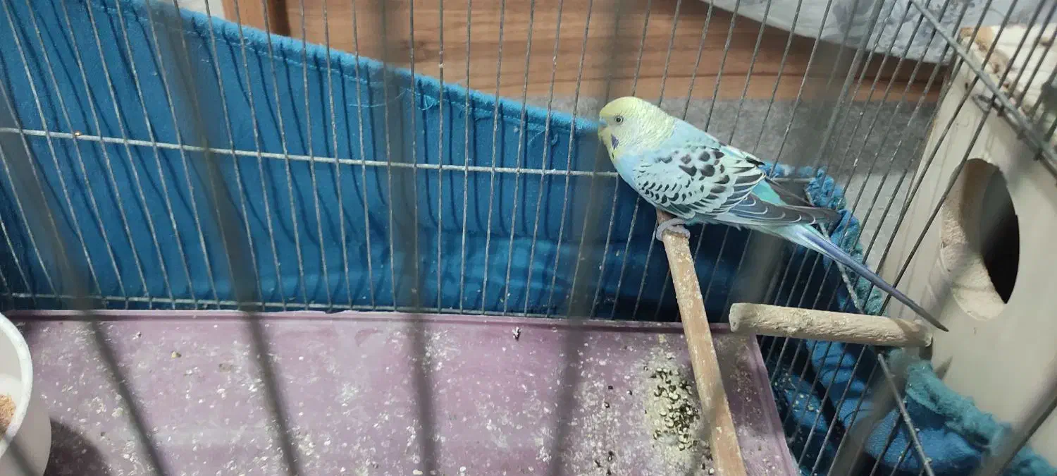 ی جفت مرغ عشق|پرنده|قم, نخودی|دیوار