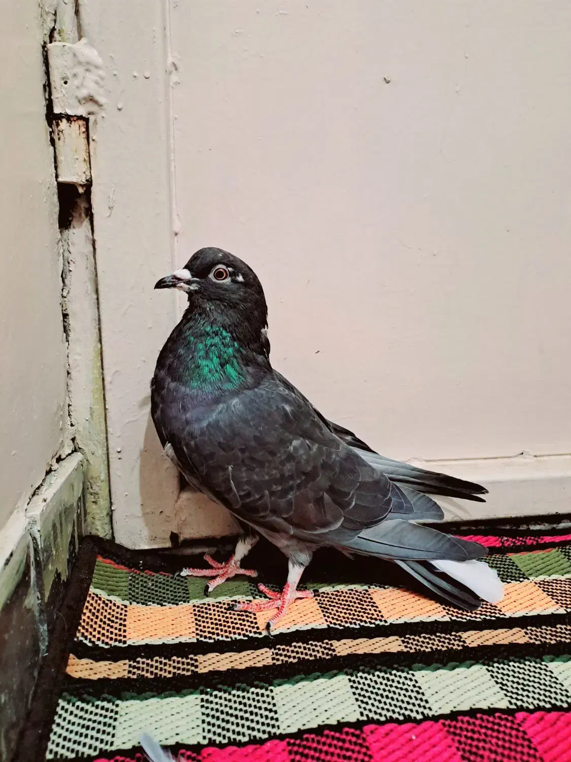 دمگیر خرقه آهنی|پرنده|اصفهان, جلفا|دیوار