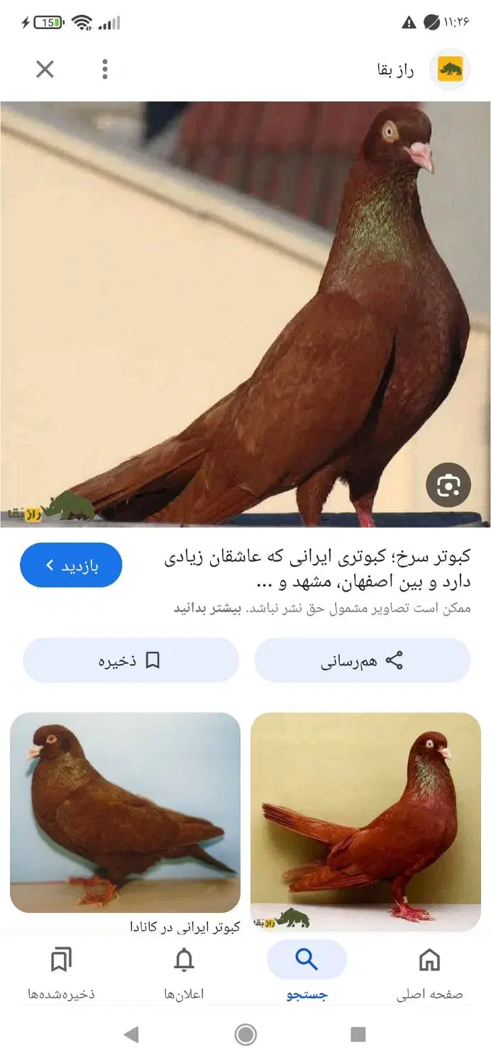 کفتر گم کردم|حیوانات|قم, مهدیه|دیوار