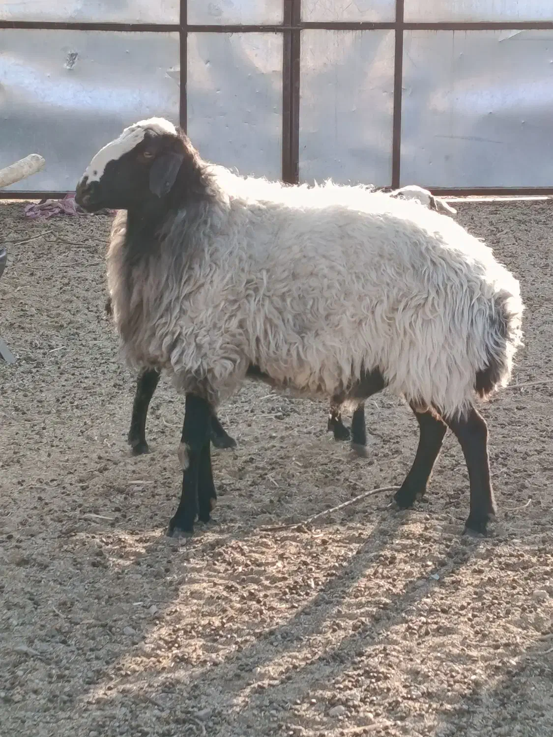 قوچ|حیوانات مزرعه|سیرجان, |دیوار