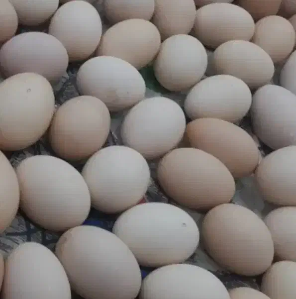 تخم مرغ شیر کره دوغ|خوردنی و آشامیدنی|مرودشت, بیست متری بیمارستان|دیوار