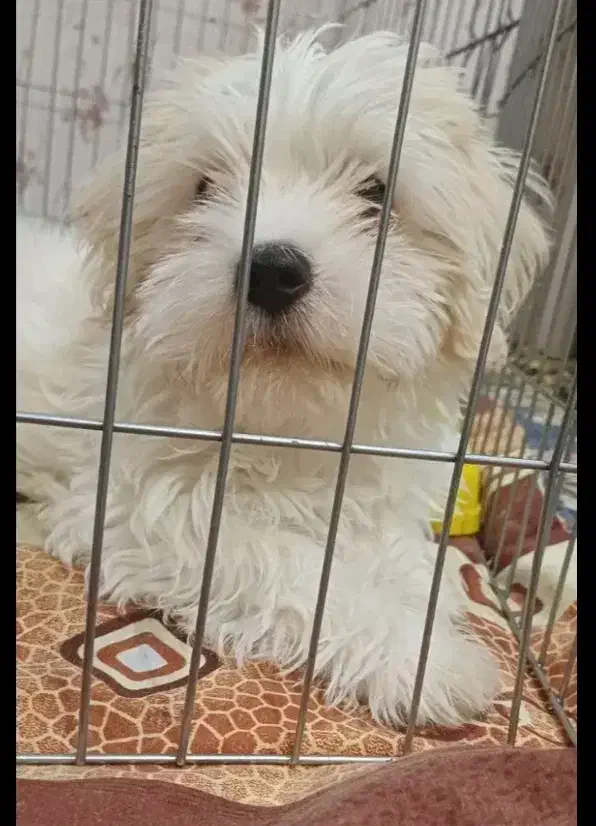 واگذاری سگ|سگ|فارسان, |دیوار