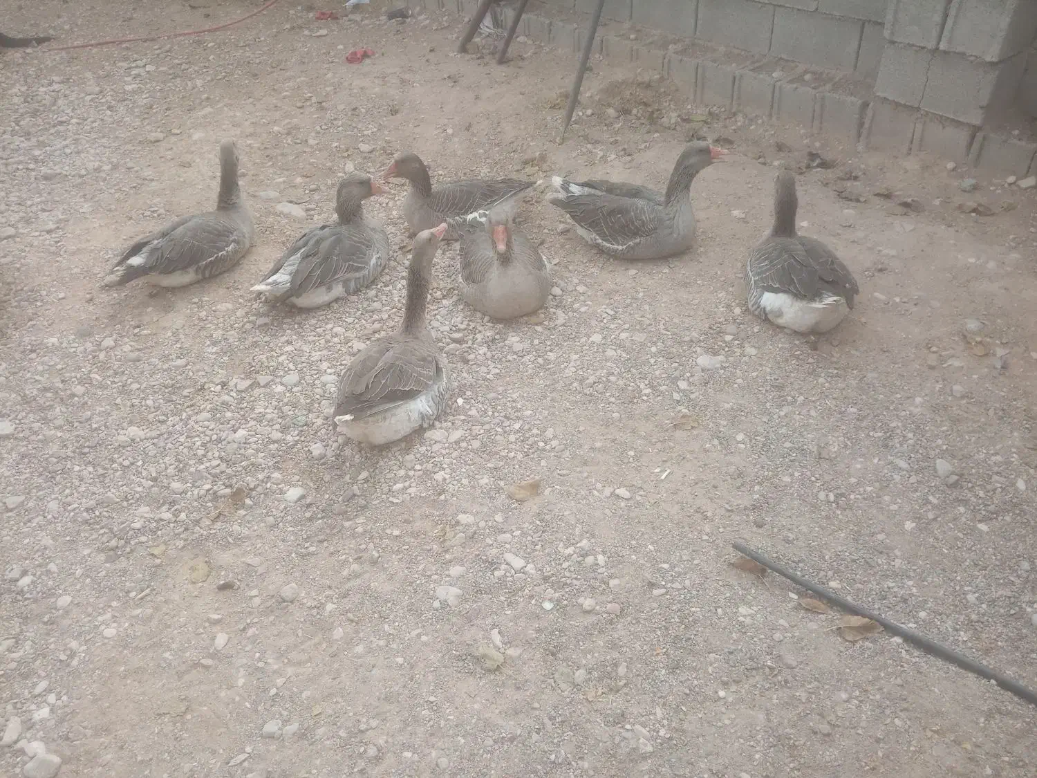 غاز فروشی|حیوانات مزرعه|فسا, |دیوار