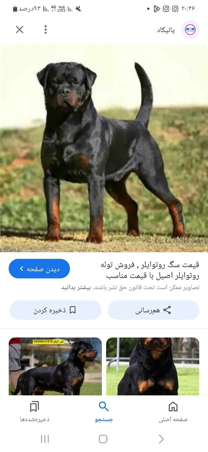 پیدا شدن سگ|سگ|مشهد, شهرک شهید باهنر|دیوار