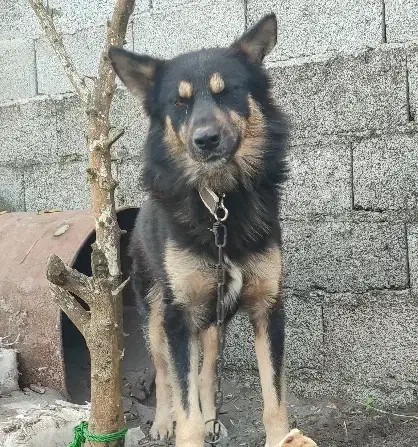 سگ ژرمن نر ۱۲۰۰رشت ،خشکبیجار|سگ|خشکبیجار, |دیوار