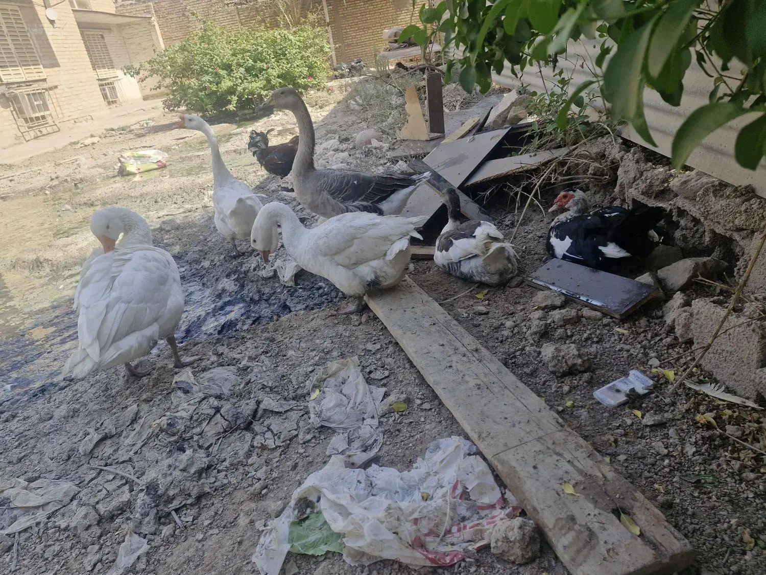 فروش غاز و قوغاز|حیوانات مزرعه|آبادان, |دیوار