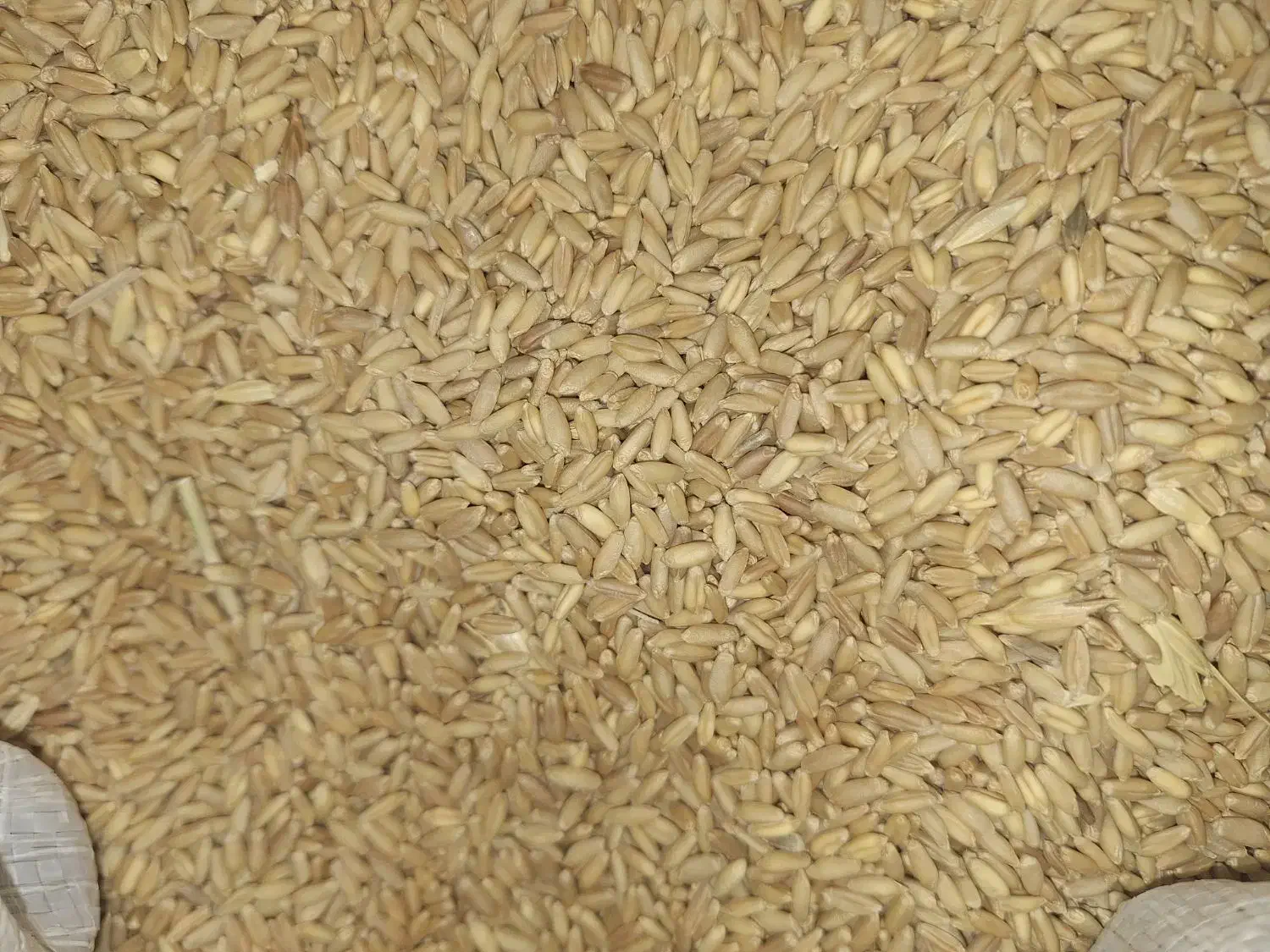 گندم|عمده‌فروشی|سیلوانه, |دیوار