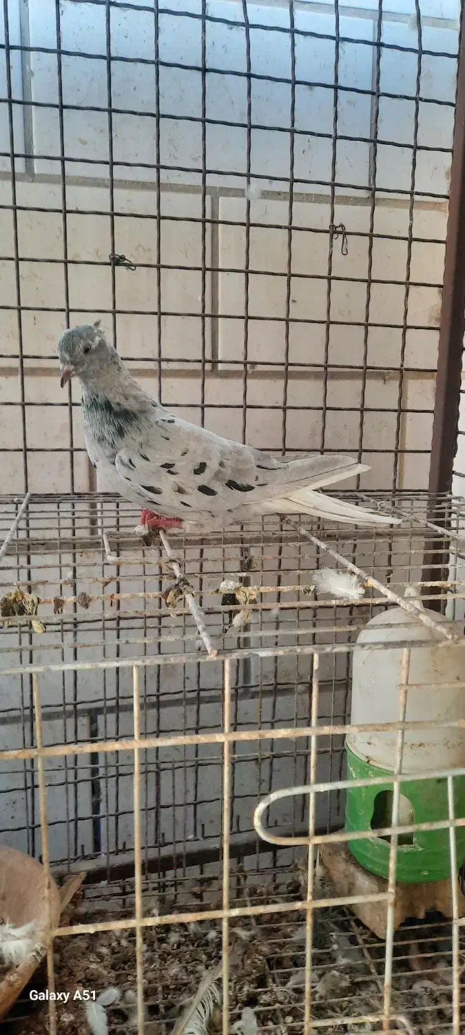 کوهی دم سفید|پرنده|اهواز, کارون|دیوار