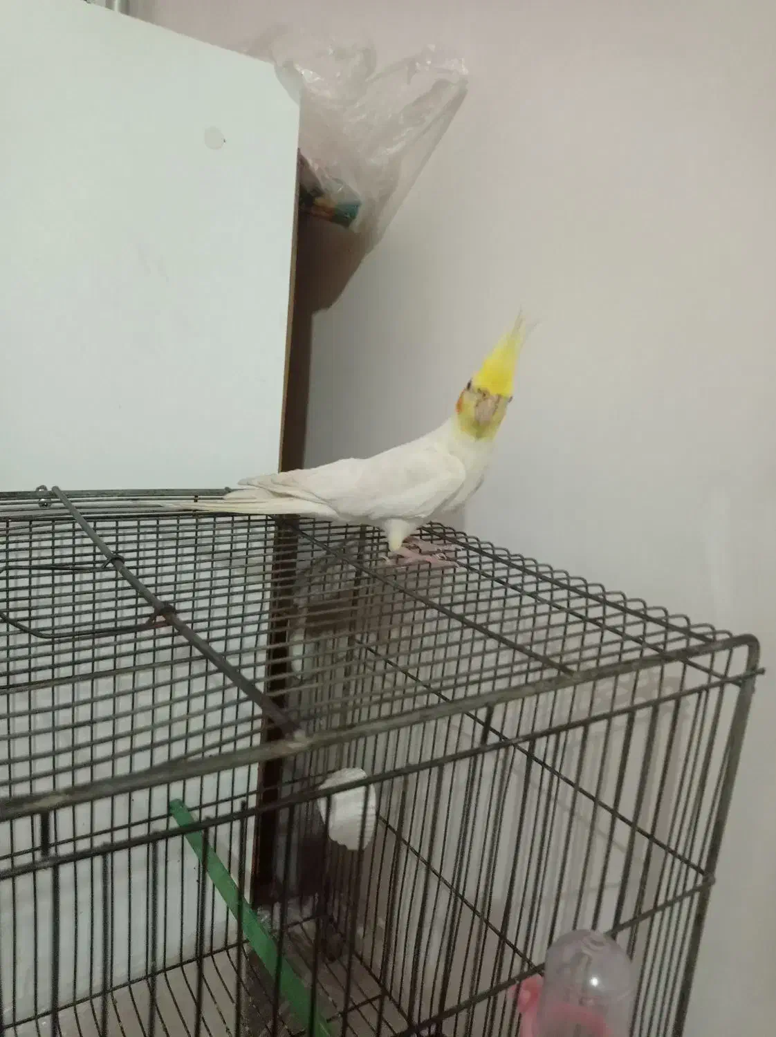 عروس هلندی سخنگو|پرنده|چهاربرج, |دیوار